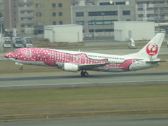 さくらジンベイ　737-400 離陸