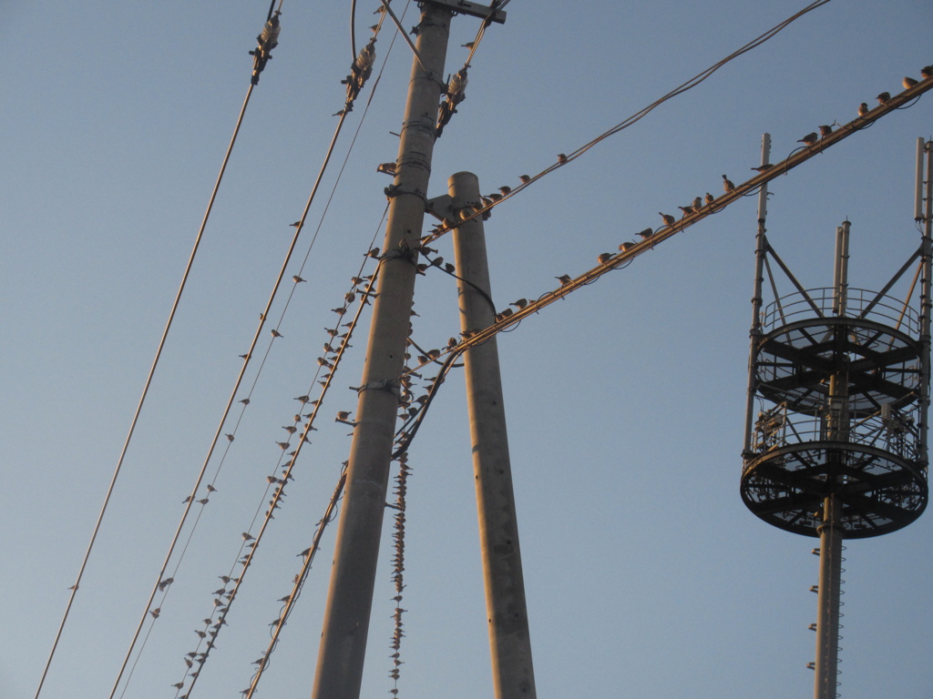 佐賀の田舎にてスズメの大群が③
