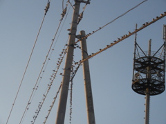 佐賀の田舎にてスズメの大群が③