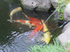 池に注がれる水と鯉がいる光景