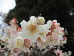 桜の開花　②