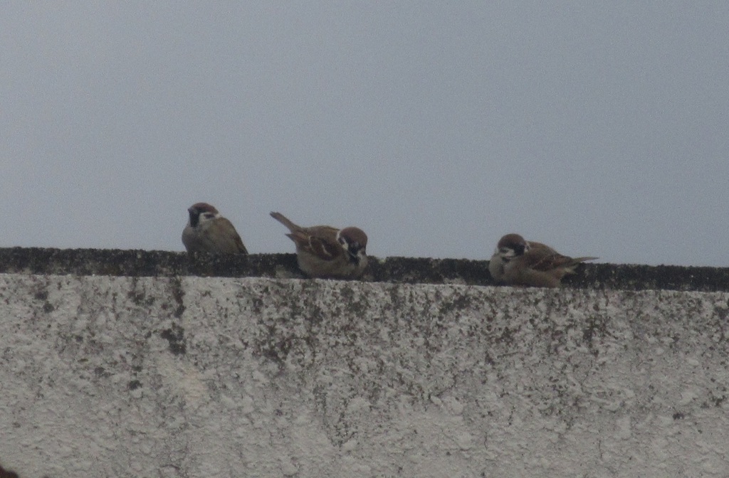 スズメちゃん④