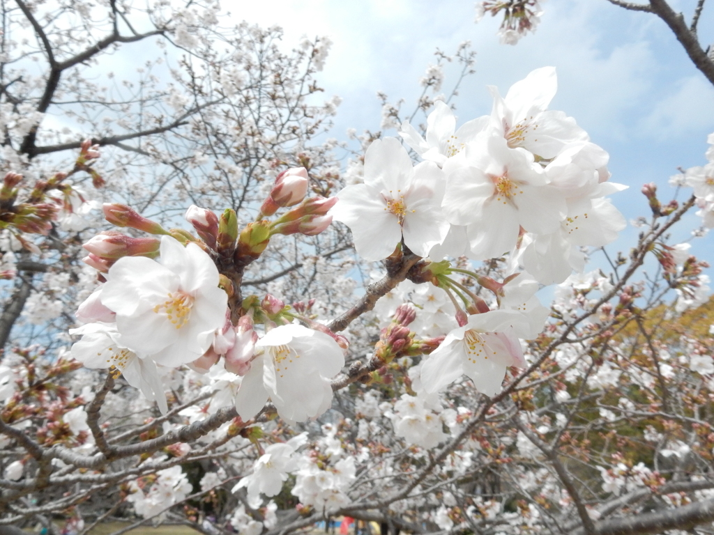 福岡城の桜　①