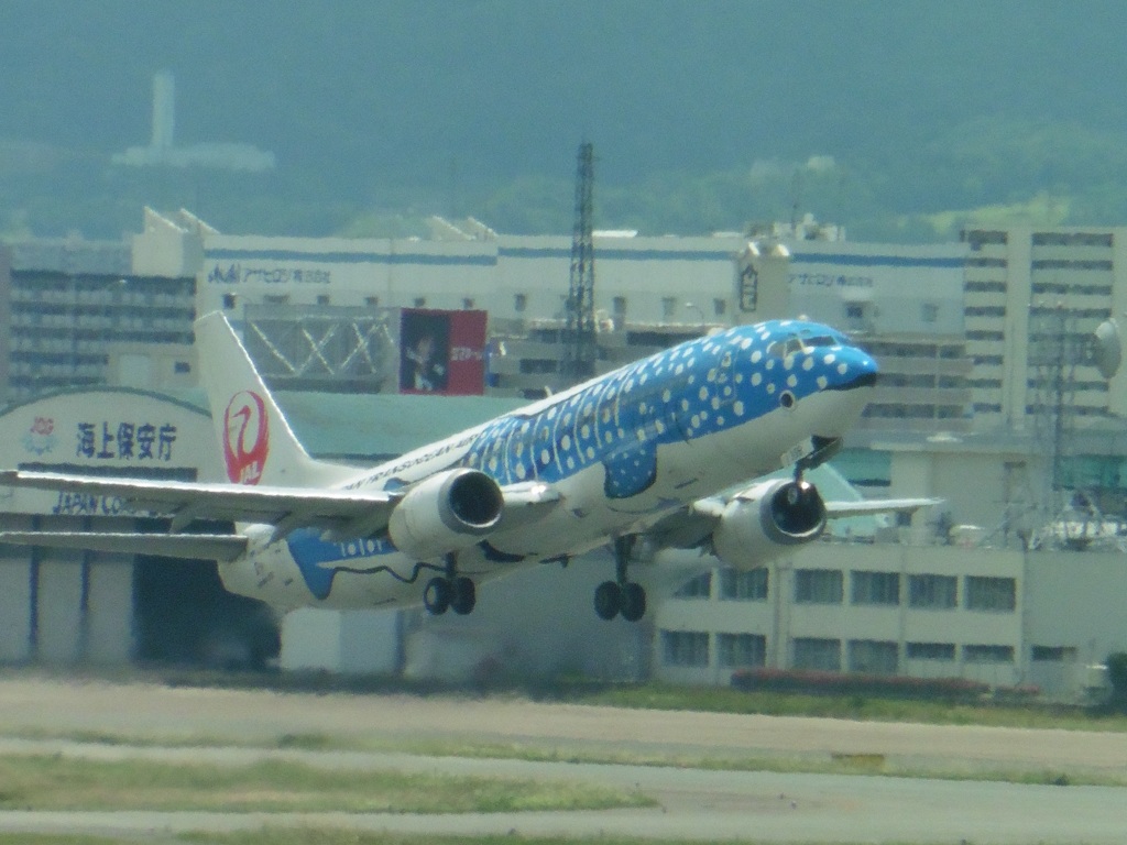 久々のジンベエ