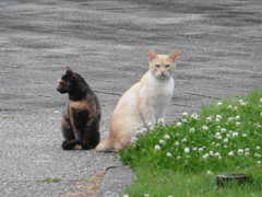 寄り添ってる猫ちゃん