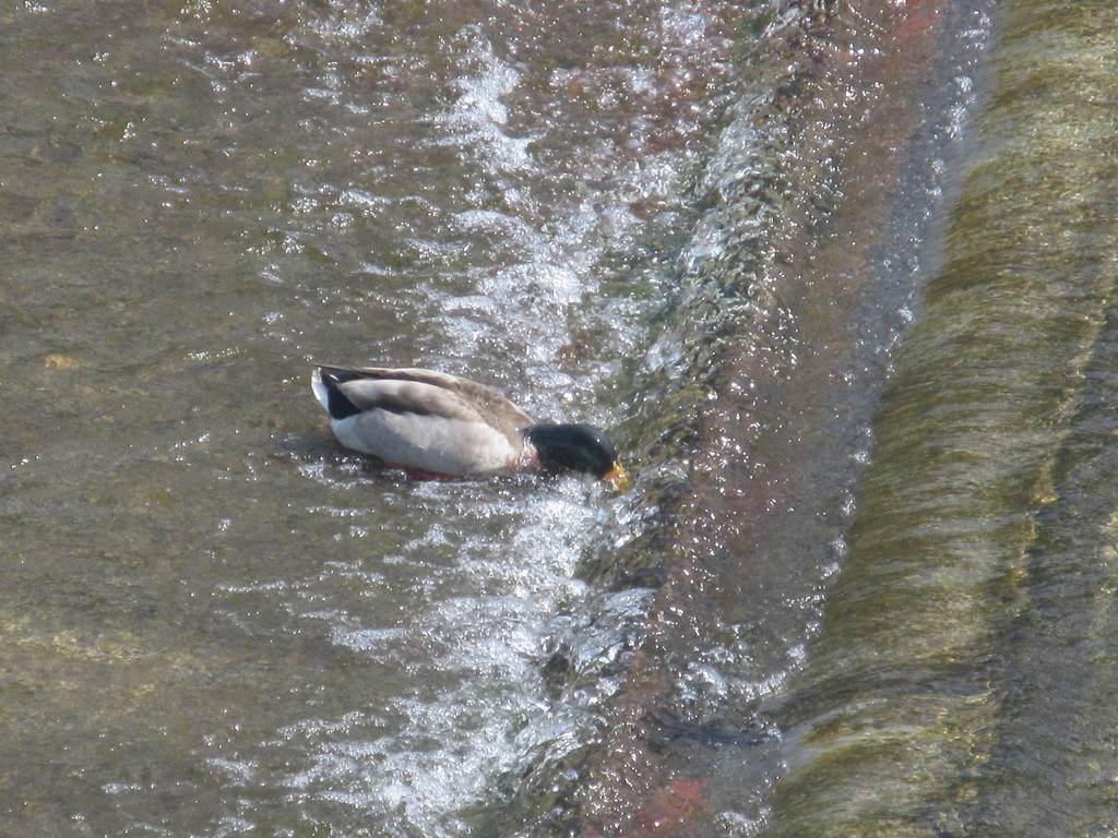 流れに逆らいながらも水を飲む鴨①