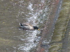 流れに逆らいながらも水を飲む鴨①