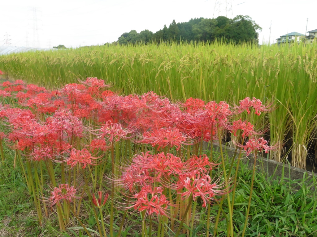 彼岸花と稲穂①