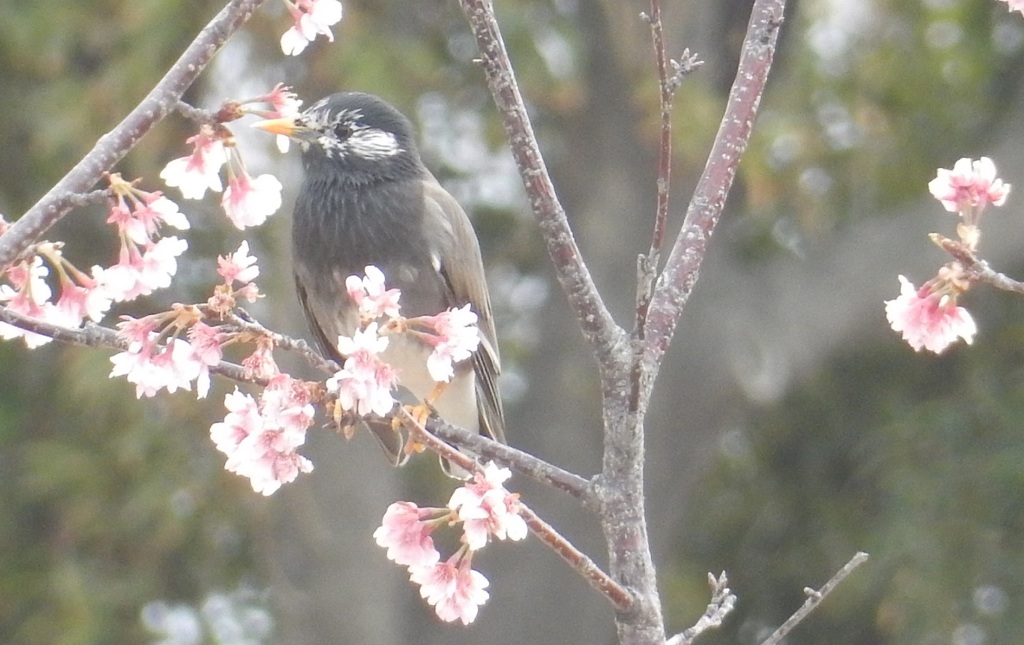 ヒヨドリと桜　②