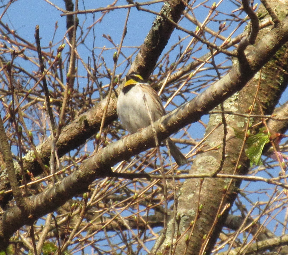佐賀の山中にて　ホオジロ