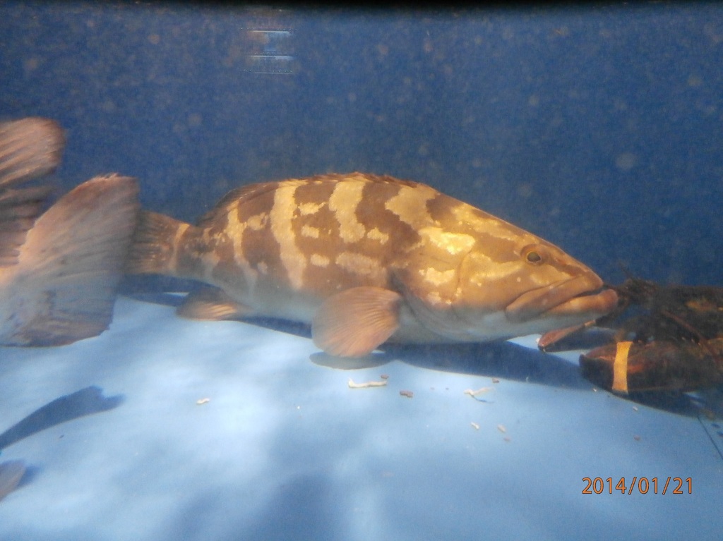 水槽の中の魚②