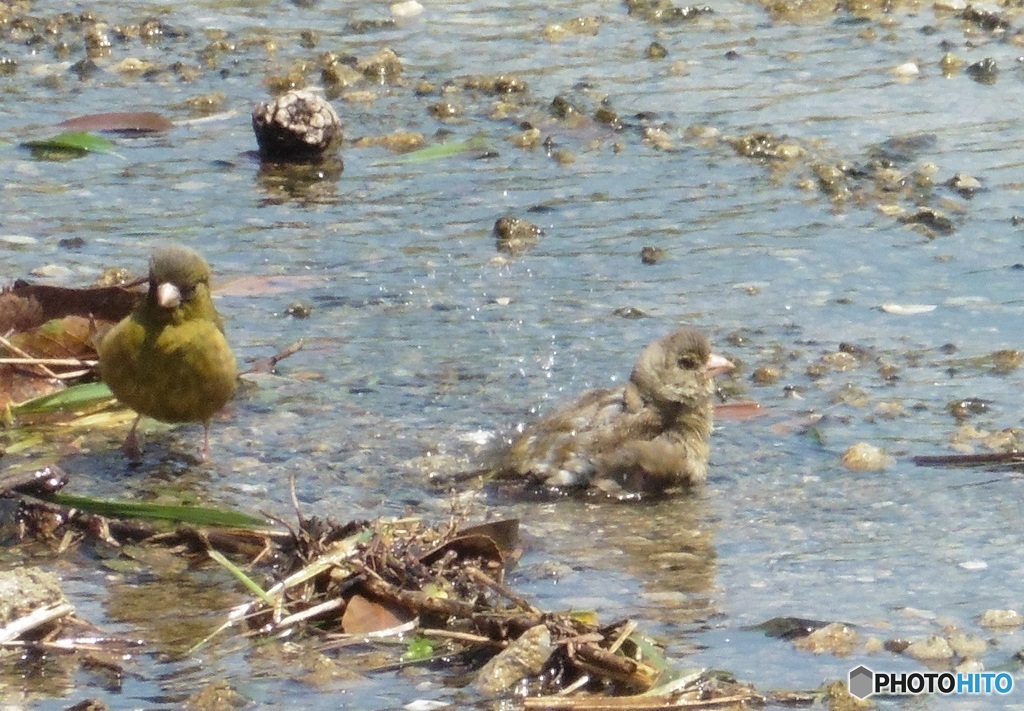 ヒワの水浴び③