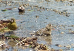 ヒワの水浴び③