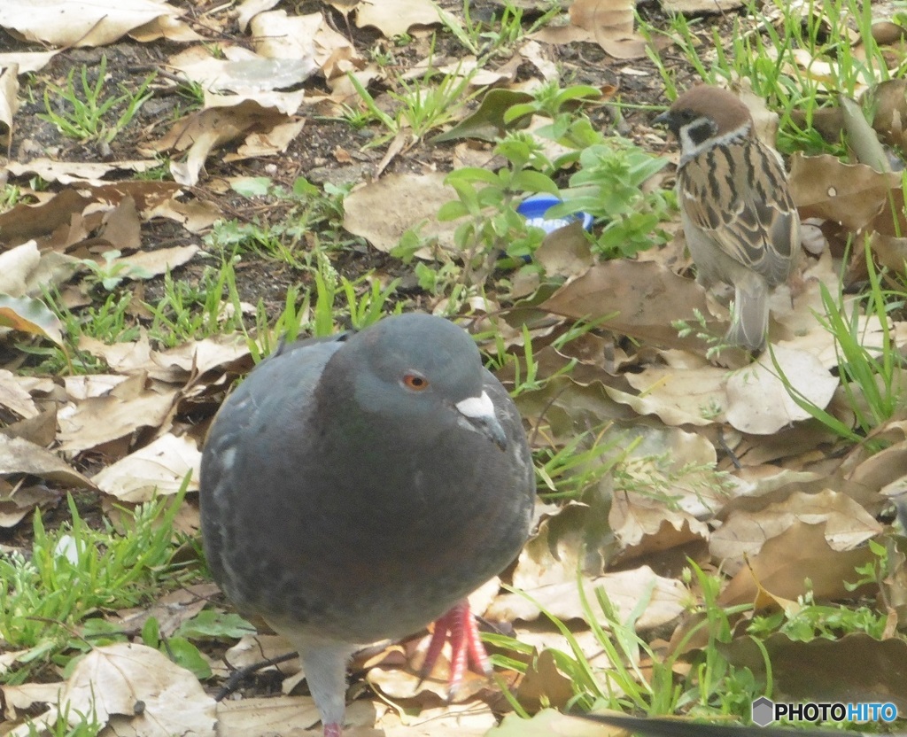 鳩とスズメ①
