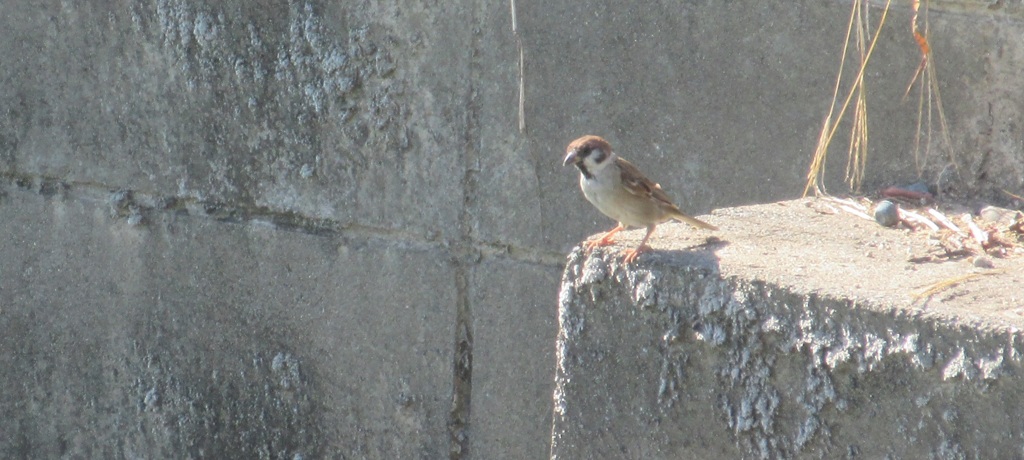 稲穂を狙うスズメ②