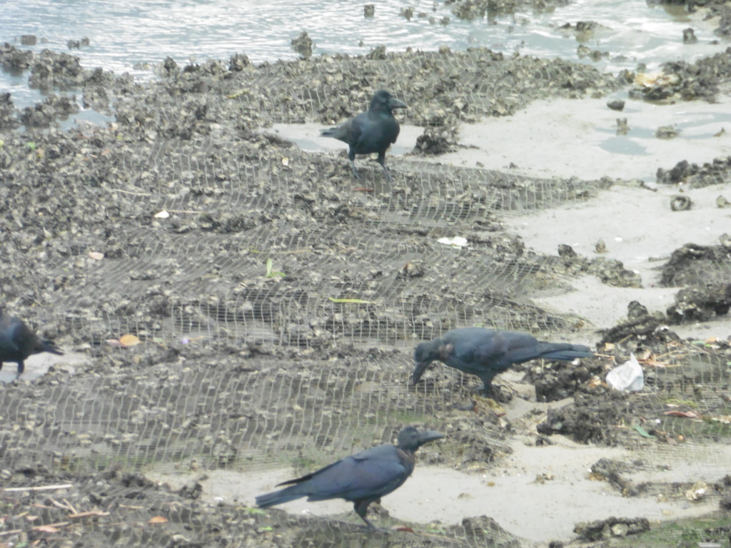 川で餌を探すカラスたち②