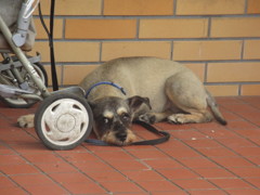 じっと飼い主を待ってるワンちゃん