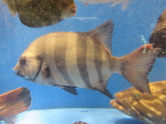 水槽の中の魚④