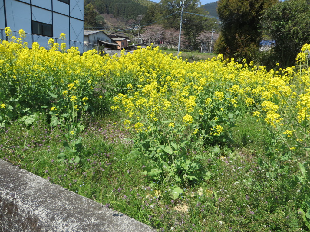 一面菜の花の光景①