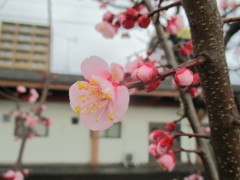 開花した桜　①