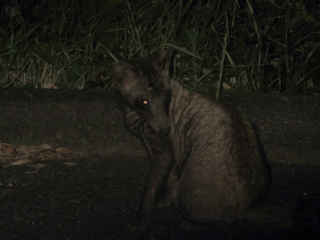 夜の山道にて現れた野性のタヌキ　①