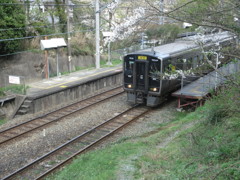 桜と出発列車