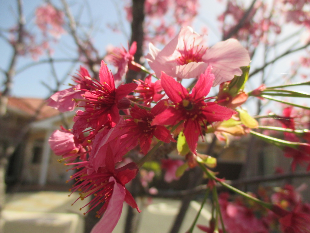 桜の開花　⑦