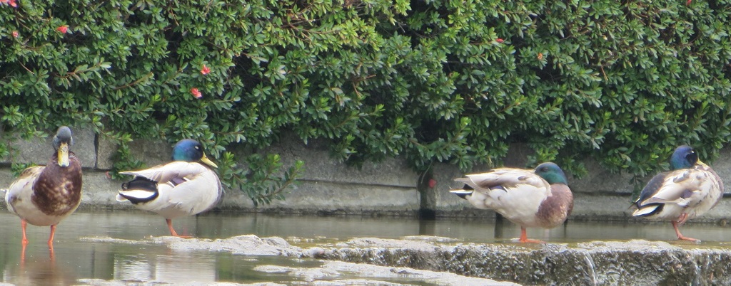 水辺でたたずむ４匹のカモ