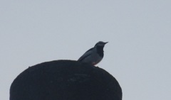 夕暮れとセキレイ