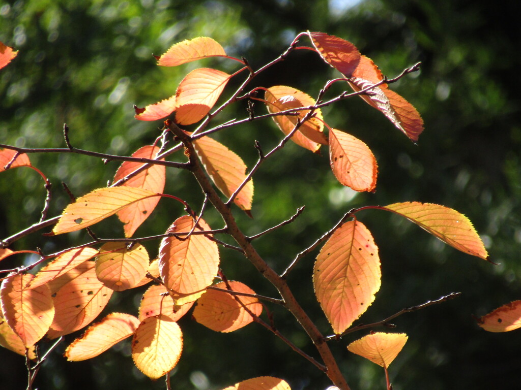 日差しを受ける紅葉