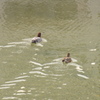 川を泳ぐ鴨さん①