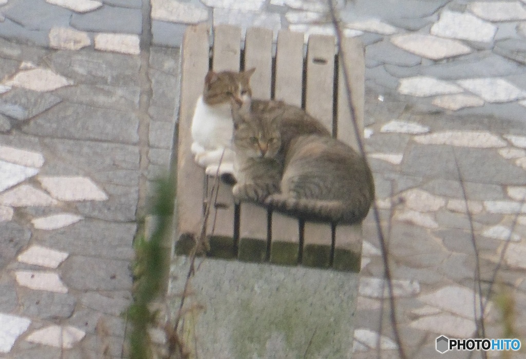 ２匹の猫ちゃん激写③