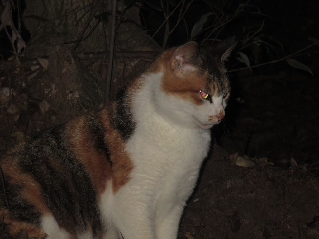 夜の参道にたたずむ猫ちゃん