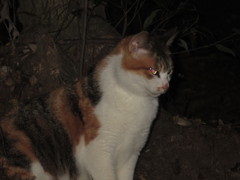 夜の参道にたたずむ猫ちゃん