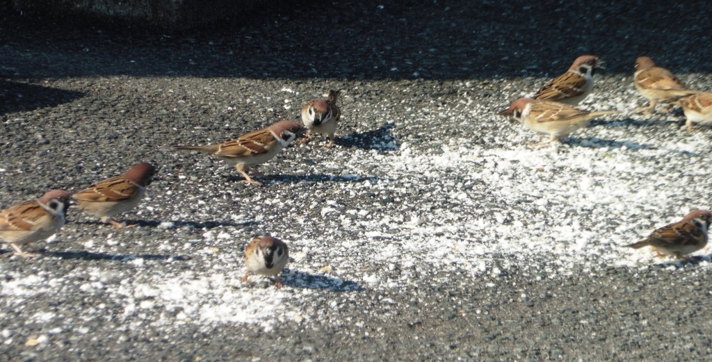 餌に群がるスズメ①