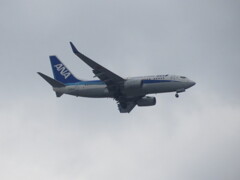 ANA  B737-700　福岡空港ランディング