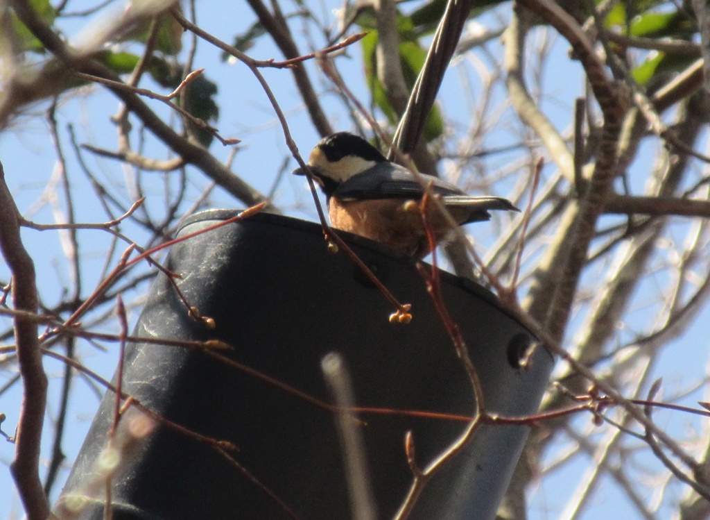 佐賀の山中にて　ヤマガラ