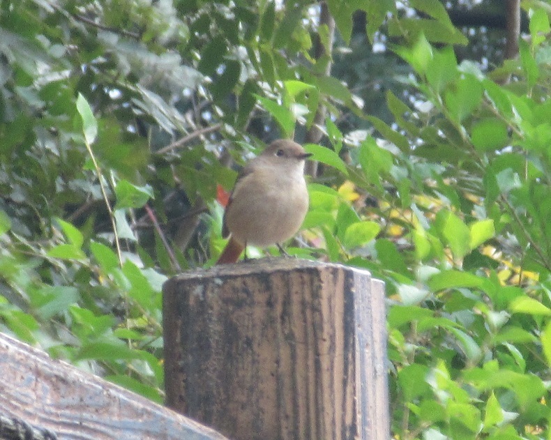 公園で見かけた小鳥　②