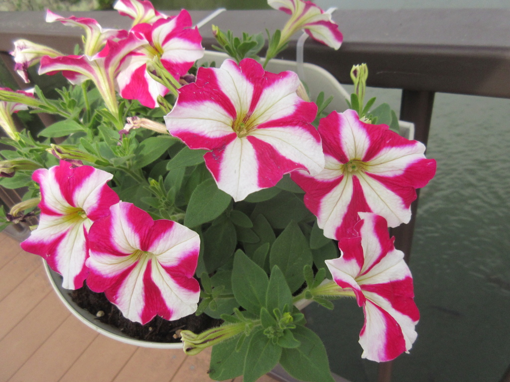 通りかかりに見かけたお花　③