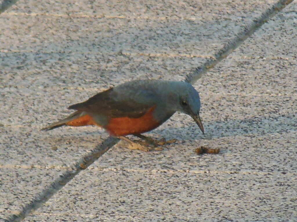 餌をくわえるイソヒヨドリ　①