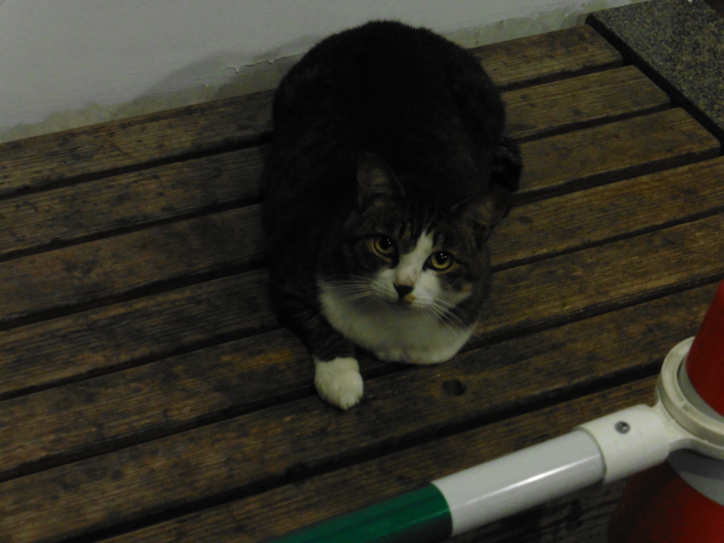 夜の公園にたたずむ猫ちゃん