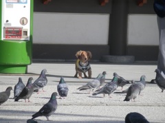 ワンちゃんと鳩の睨み合い
