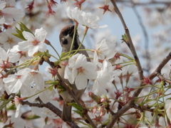 桜をついばむスズメ　④
