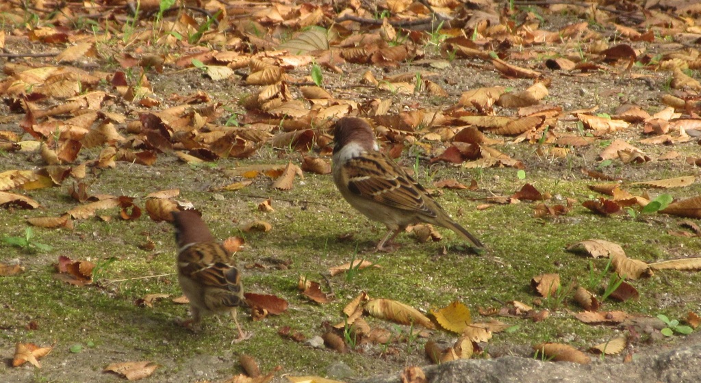 スズメちゃん②