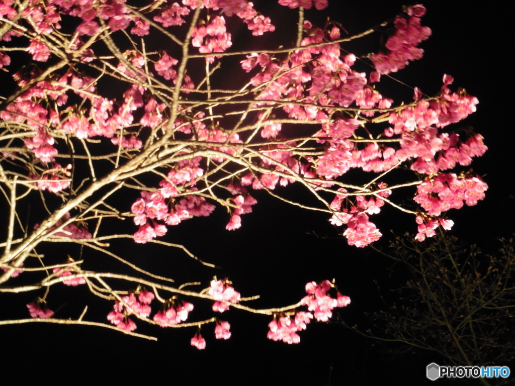夜桜②