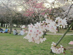 舞鶴公園の花見　⑧