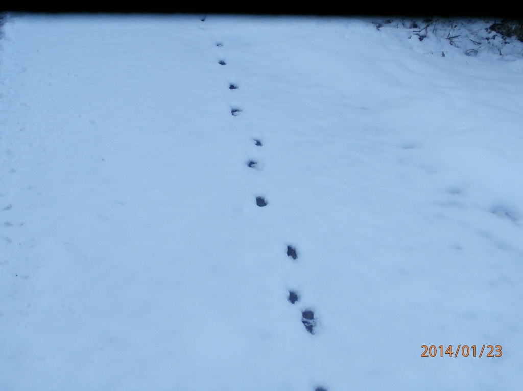 雪の中に残る動物の足跡