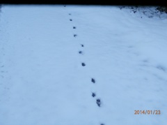 雪の中に残る動物の足跡