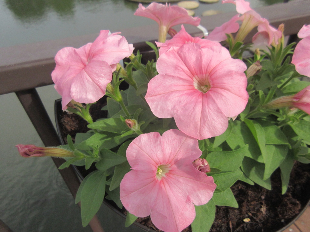 通りかかりに見かけたお花　①