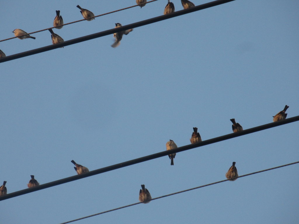 佐賀の田舎にてスズメの大群が⑨